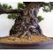 Five needle pine bonsai ref: 280501431
