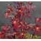 saxifraga fortunei 'beni tengu'