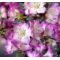 rhododendron l. mangetsu ref :220501530
