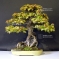 acer buergerianum bonsai ref: 15040154