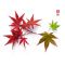 Acer palmatum deshojo bonsai ref 04120152