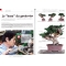 BONSAI FOCUS N° 85