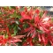 rhododendron kinsai ref : 23060171
