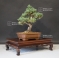 Pinus pentaphylla ref: 9080173