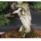 juniperus chinensis itoigawa ref : 25080172