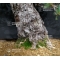 VENDU Pinus pentaphylla "zuisho" ref :17110174