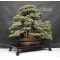 Pinus pentaphylla du Japon ref :19110173