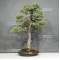 Pinus pentaphylla 25040183