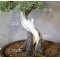 Juniperus chinensis 18050181