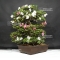 VENDU rhododendron variété kaho 20060182 PROMOTION