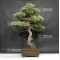 VENDU Pinus pentaphylla 25070183