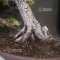 Pinus pentaphylla 13080182