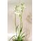 Habenaria radiata white egret orchid 1 bulb