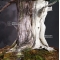 VENDU juniperus rigida ref: 27050191