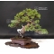 juniperus chinensis itoigawa ref 19070198