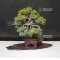 juniperus chinensis itoigawa ref :1907196