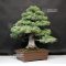 Pinus pentaphylla ref: 09080193