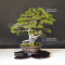 VENDU juniperus chinensis itoigawa ref : 14080191