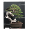 Bonsai focus magazine 107