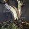 juniperus chinensis ref :12090193