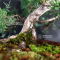 VENDU Juniperus chinensis itoigawa 10090194