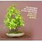 carpinus japonica 1 single tree 1 liter pot