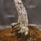 Pinus pentaphylla ref:16090196