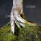 Juniperus chinensis itoigawa ref 18090191
