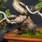 VENDU Juniperus chinensis itoigawa ref : 18090194
