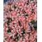 VENDU rhododendron shuho no hikari 4040204
