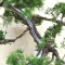 juniperus chinensis itoigawa ref 01050202