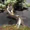 VENDU Juniperus rigida 19040204