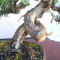 VENDU juniperus chinensis itoigawa ref:04050201