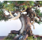 juniperus chinensis itoigawa 04050204