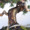 juniperus chinensis itoigawa 04050205