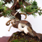 juniperus chinensis itoigawa 05050206