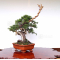 VENDU juniperus chinensis itoigawa 05050207