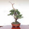 VENDU juniperus chinensis itoigawa 05050208