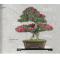 BONSAI FOCUS N° 111