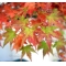 ACER PALMATUM en godet lot de 50 plants