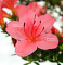 rhododendron chinzan ref : 4040202