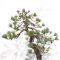 pinus pentaphylla bonsai ref: 26090131