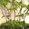 VENDU carpinus laxiflora 16100201