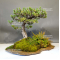 Pinus pentaphylla 6110201