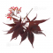 VENDU acer palmatum shojo nomura ref 12060201