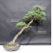 VENDU Pinus  pentaphylla ref: 19050202