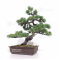 Pinus pentaphylla du Japon ref: 16020213