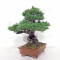 Pinus pentaphylla ref: 16020214