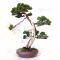VENDU juniperus chinensis itoigawa ref: 20020213
