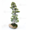 Pinus pentaphylla ref: 20020215